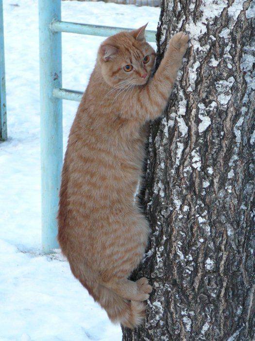 Коты очень любят лазить по деревьям (20 фото)