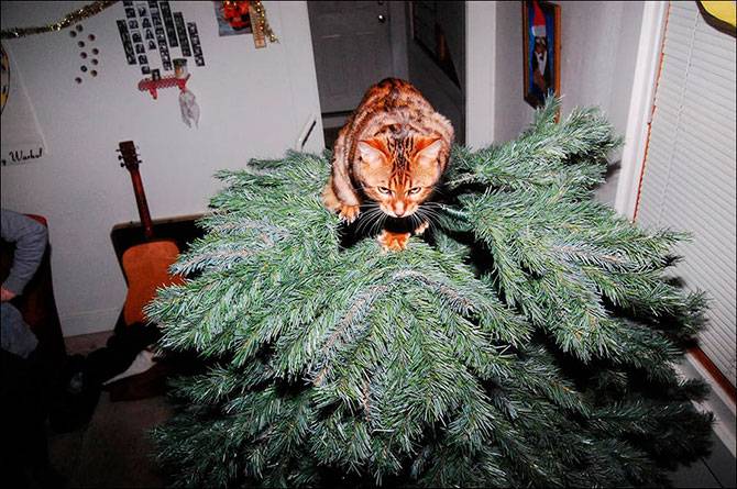 А вы поставили елку для кота? (37 фото)