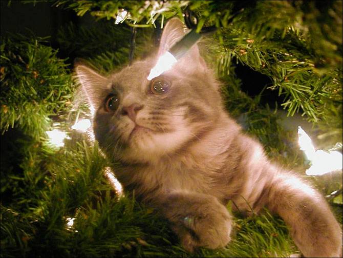 А вы поставили елку для кота? (37 фото)