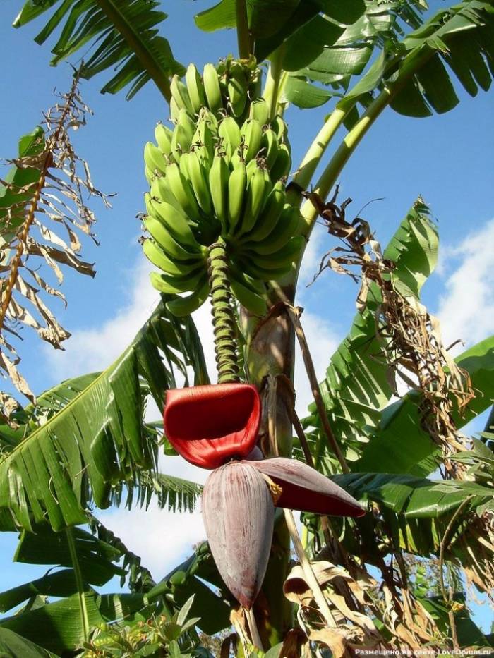 Где растут бананы (24 фото)