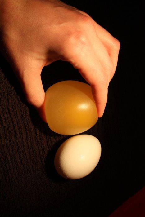 Яйцо в уксусной кислоте (12 фото)