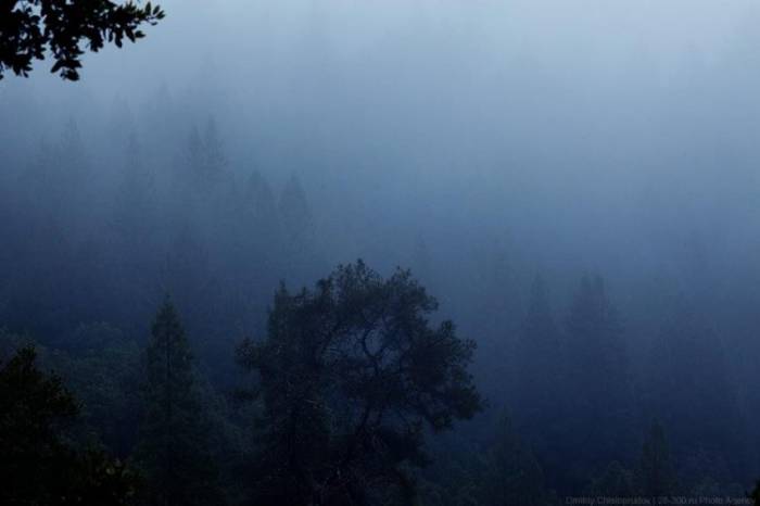 Национальный парк Редвуд в Калифорнии (28 фото)