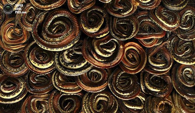Как делают сумки из змеиной кожи (20 фото)