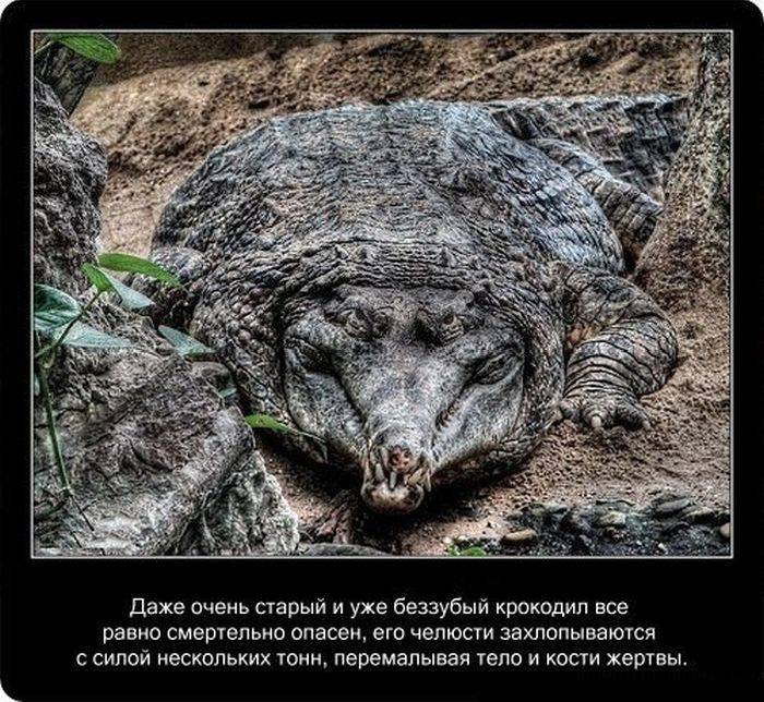 Познавательно и интересно о крокодилах (22 фото)
