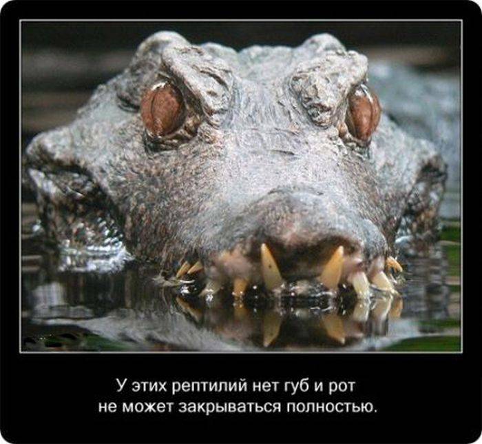Познавательно и интересно о крокодилах (22 фото)