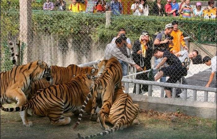 Интересный аттракцион: "Люди против тигров" (6 фото)