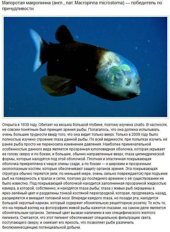10 самых причудливых рыб мирового океана (10 фото)
