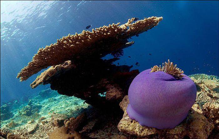Красивые подводные фотографии (40 фото)