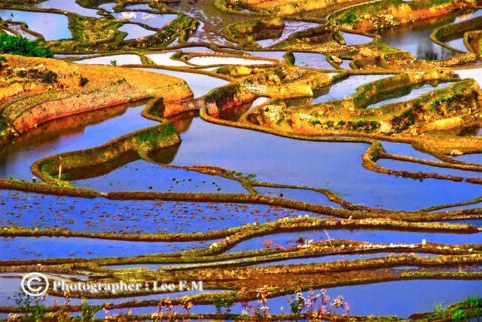 Красивые рисовые поля (36 фото)