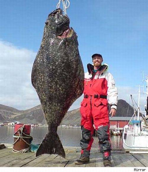 Огромные рыбы (31 фото)