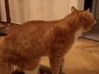 ���������� ���� ��� �������