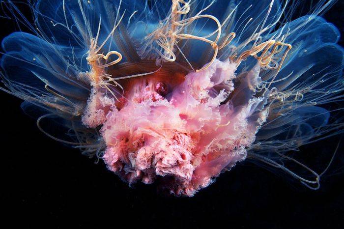 Красивый подводный мир Белого моря (120 фото)