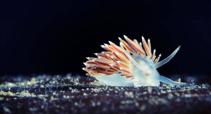 Красивый подводный мир Белого моря (120 фото)