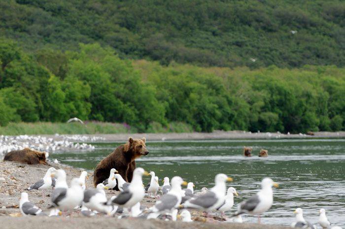 Медведи и белоплечие орланы на рыбалке (31 фото)