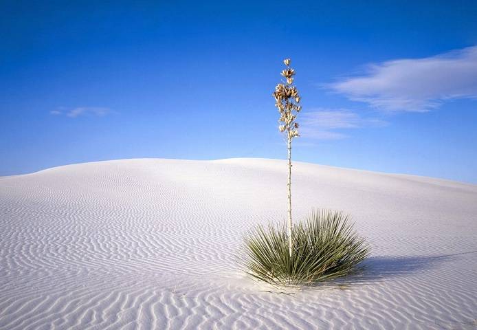    (White Sands Desert) (14 )