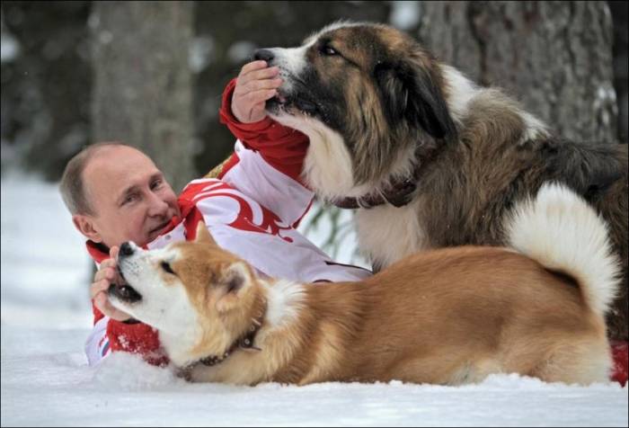 Путин со своими собаками Баффи и Юмэ (6 фото)