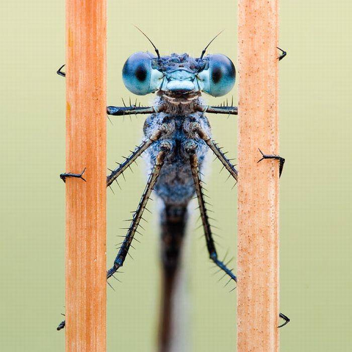 Макро-фотографии насекомых (16 фото)