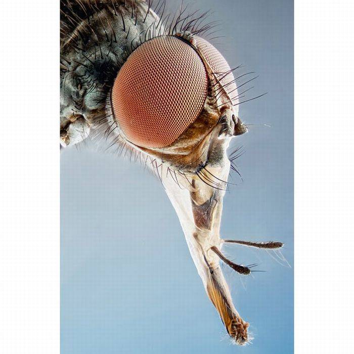 Макро-фотографии насекомых (16 фото)
