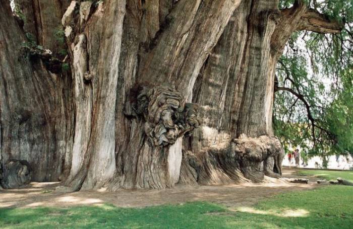Самые странные деревья в мире 