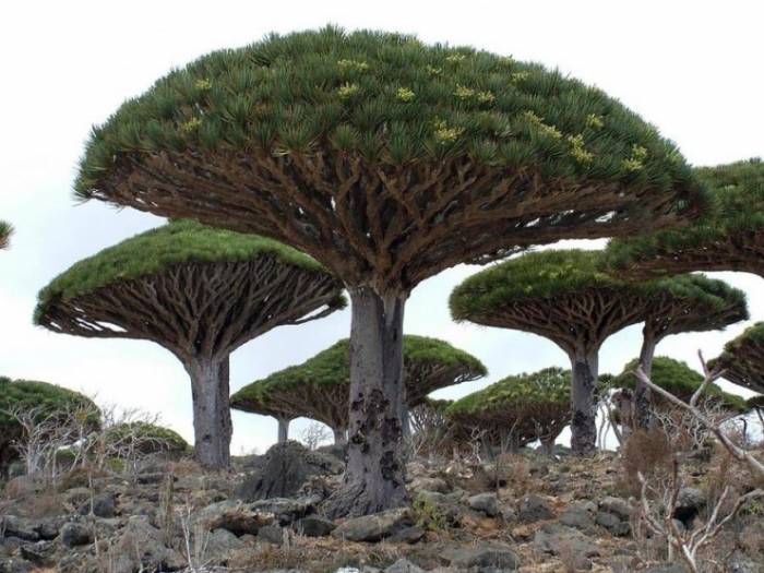 Самые странные деревья в мире 
