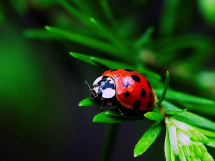6 классных насекомых, которых вы можете завести у себя дома