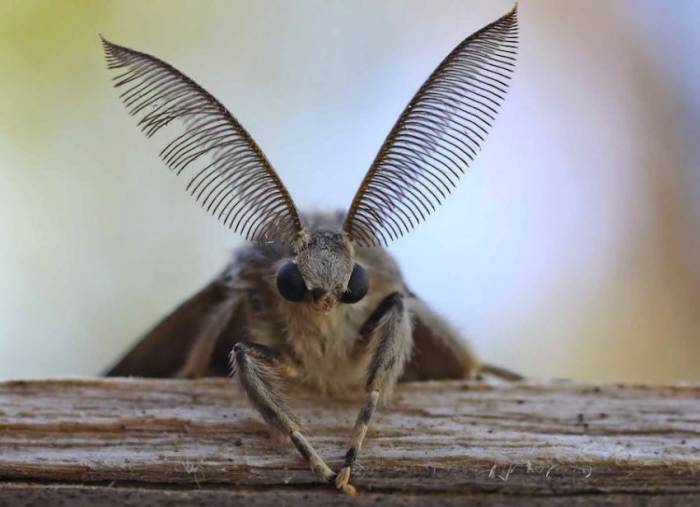 6 классных насекомых, которых вы можете завести у себя дома
