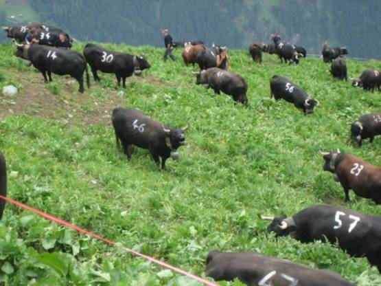 Бои коров в Швейцарии (8 фото)