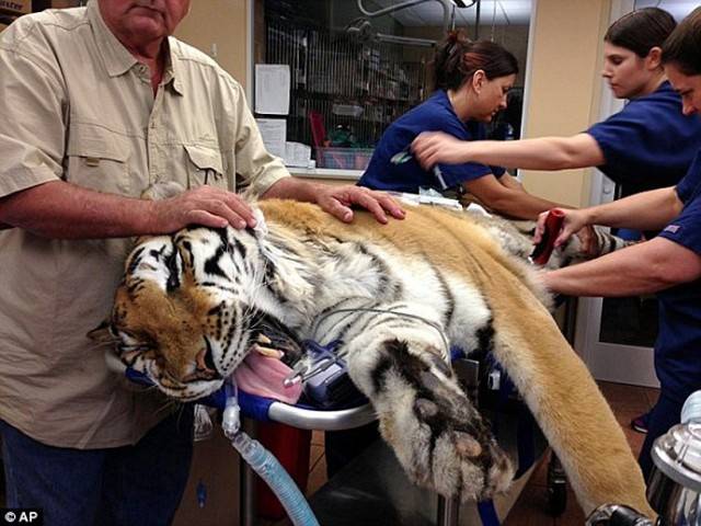 Из тигра вытащили два килограмма комков шерсти (5 фото)