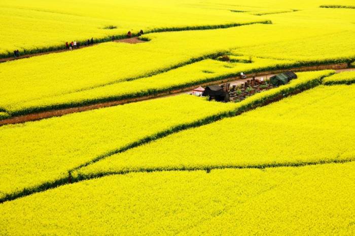 Красивые желтые поля в Китае 