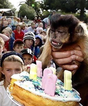 Животные празднуют свой День Рождения (20 фото)