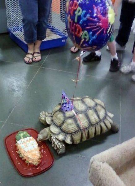 Животные празднуют свой День Рождения (20 фото)