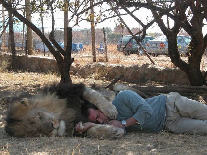 Дружба человека со львами (13 фото)