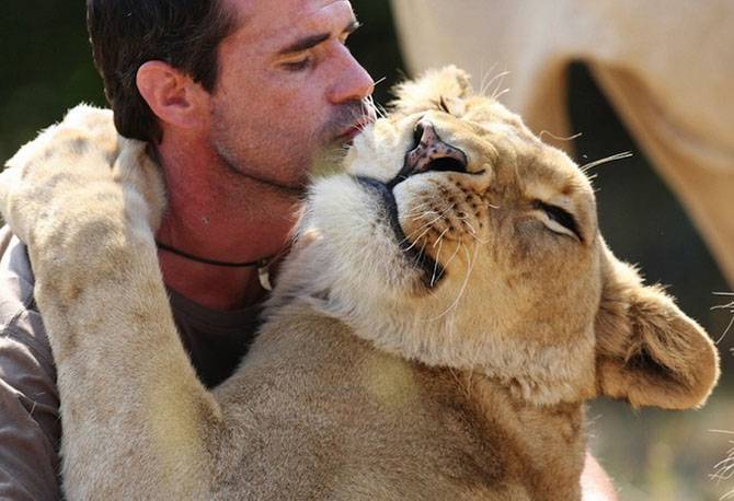 Дружба человека со львами (13 фото)