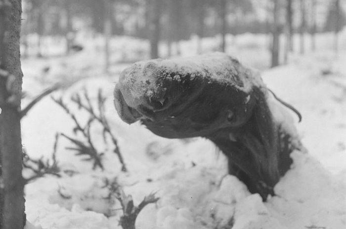 Архивные снимки Финляндии во Второй Мировой Войне (49 фото)