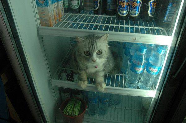 Коты охлаждаются в жаркий день (10 фото)