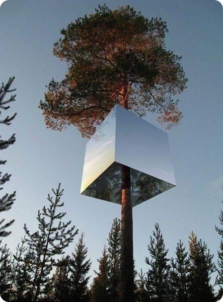В Швеции открылся отель на дереве (14 фото) 
