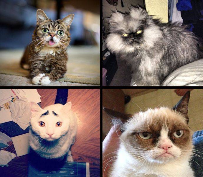 Пять самых известных котов интернета