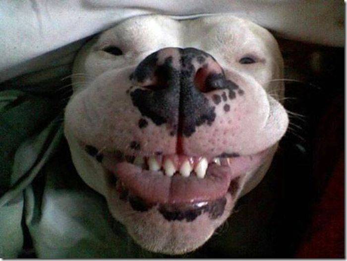 Собаки-улыбаки (50 фото)