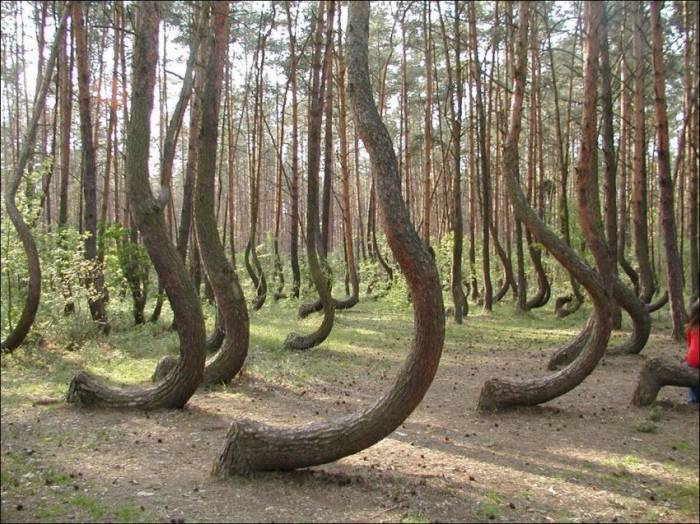 Прикольные Деревья Фото