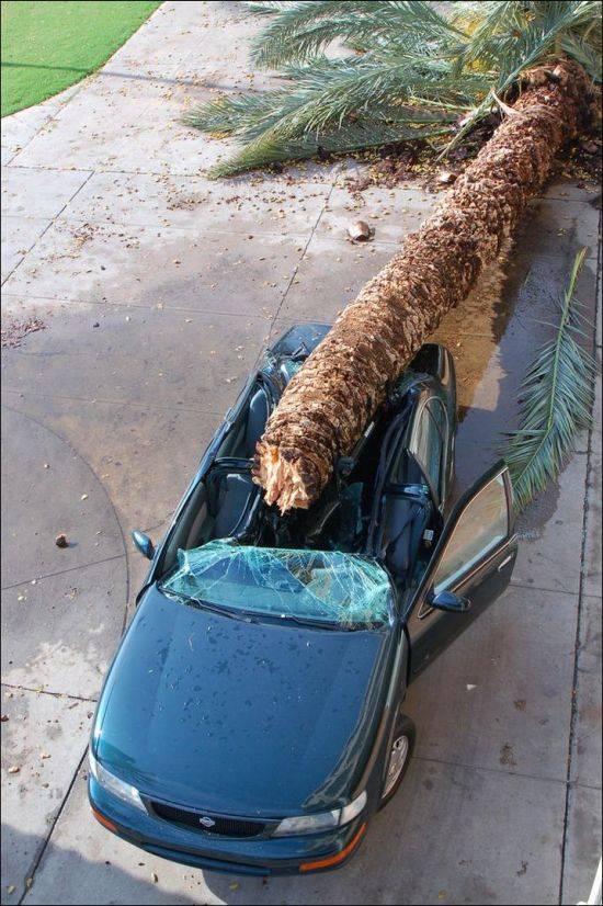 Пальма уничтожила автомобиль (4 фото)