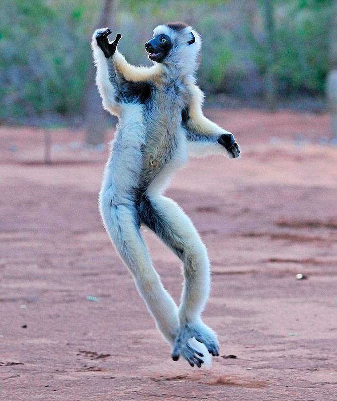 Танцующие животные (21 фото)