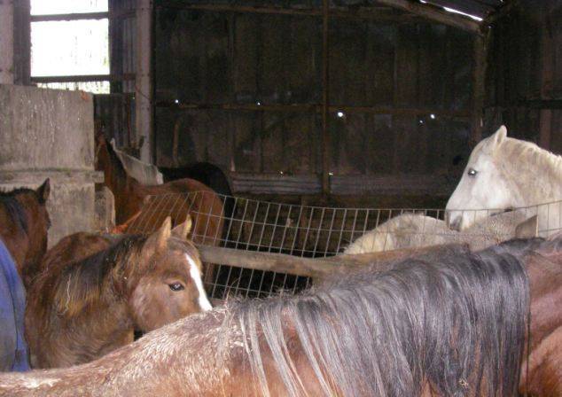 В одном доме с 33 лошадьми и 34 собаками (11 фото)