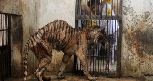 Зоопарк Сурабая, Индонезия. Ад для животных (10 фото)