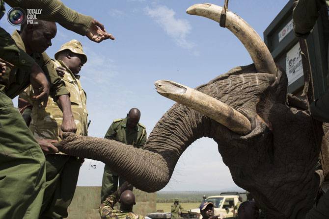 Переселение слонов (15 фото)