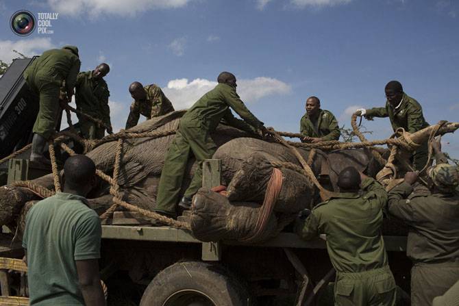 Переселение слонов (15 фото)