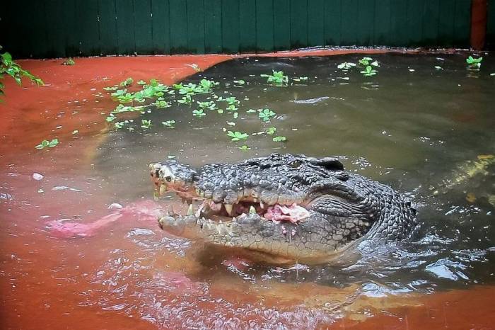 Кассиус Клей - самый большой крокодил в мире (8 фото)