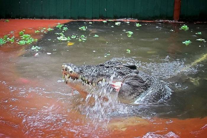 Кассиус Клей - самый большой крокодил в мире (8 фото)