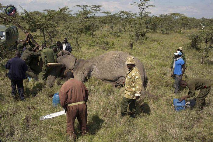 Служба охраны дикой природы Кении переселяет слонов 