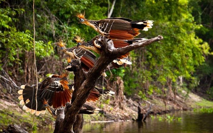 Большое фотопутешествие по лесам Амазонки