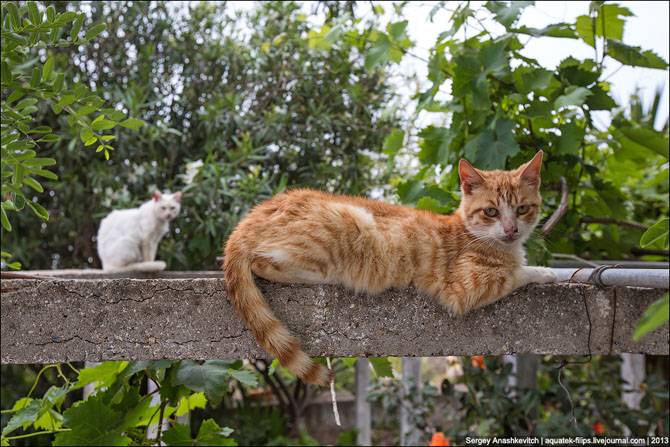 Cуровые кикладские коты (26 фото)